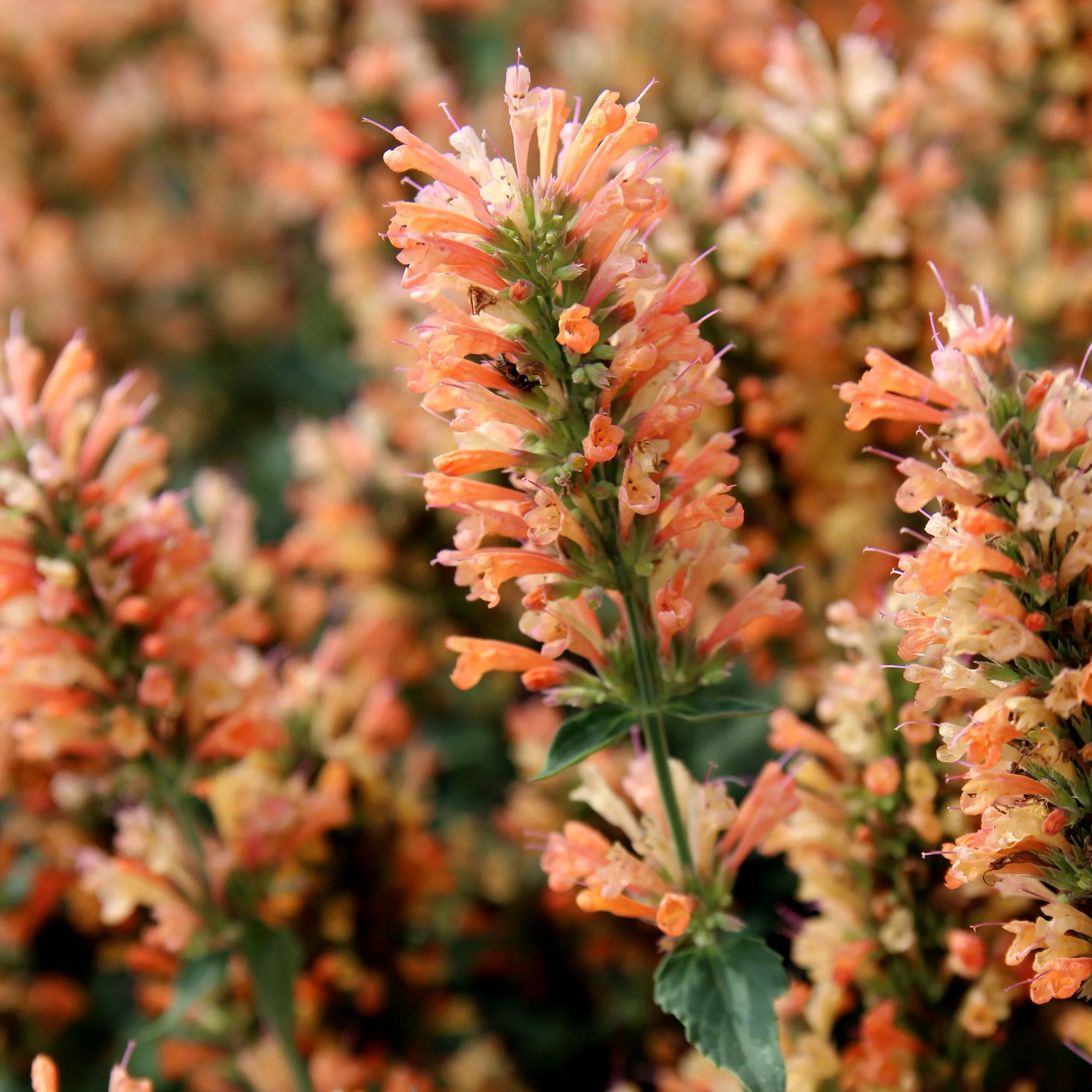 Peach Pearl' Agastache | Creekside Champions™ - Image 2