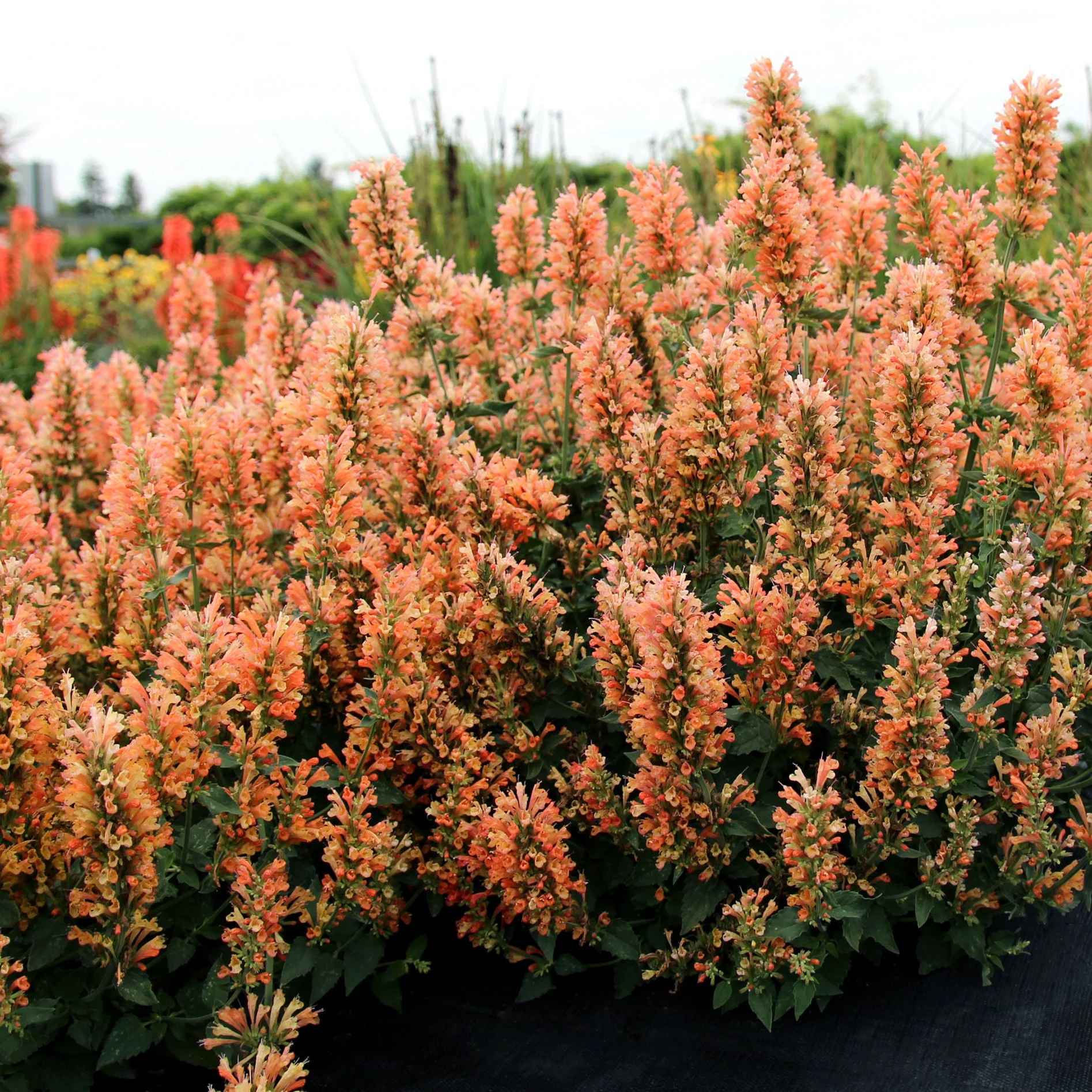 Peach Pearl' Agastache | Creekside Champions™ - Image 3