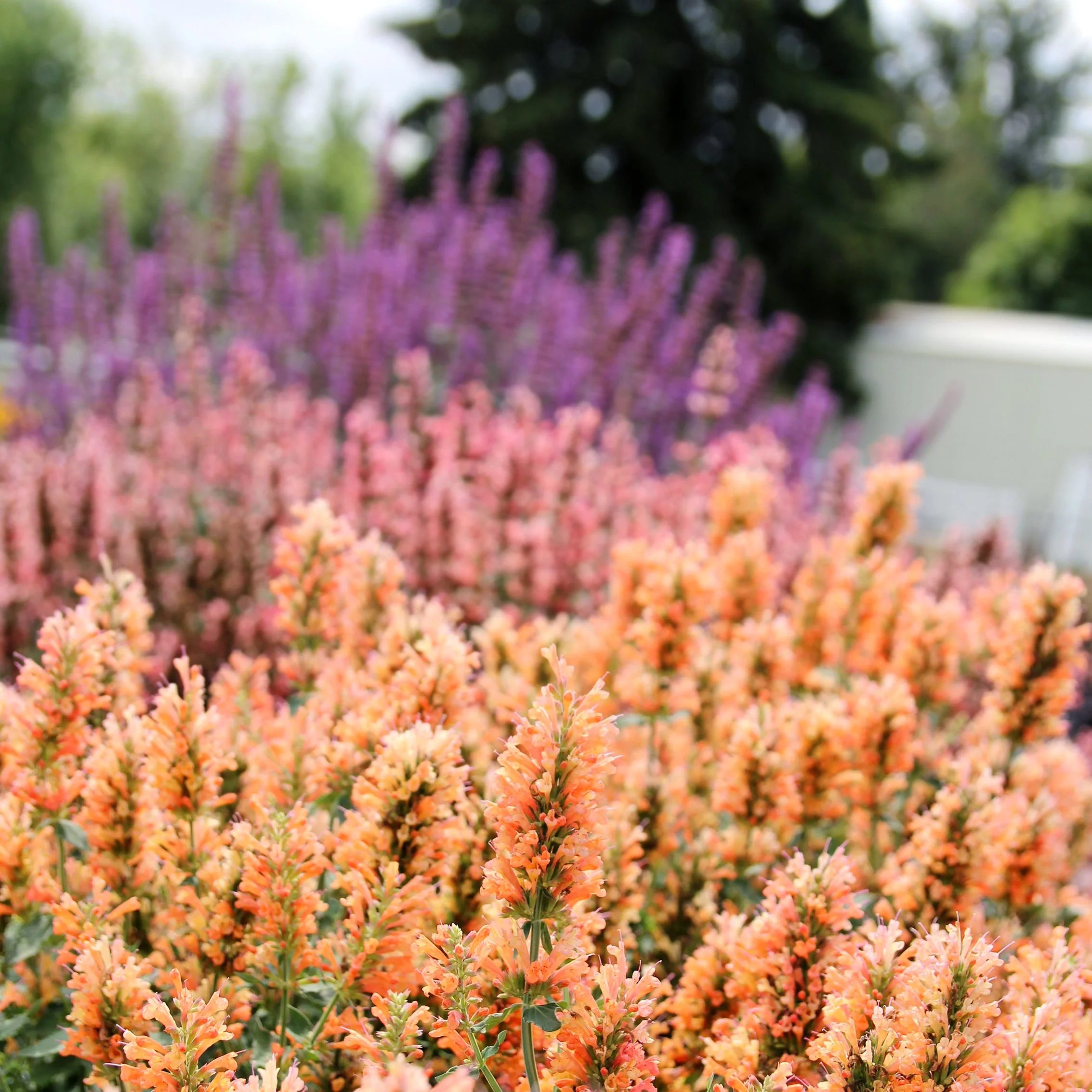 Peach Pearl' Agastache | Creekside Champions™ - Image 4