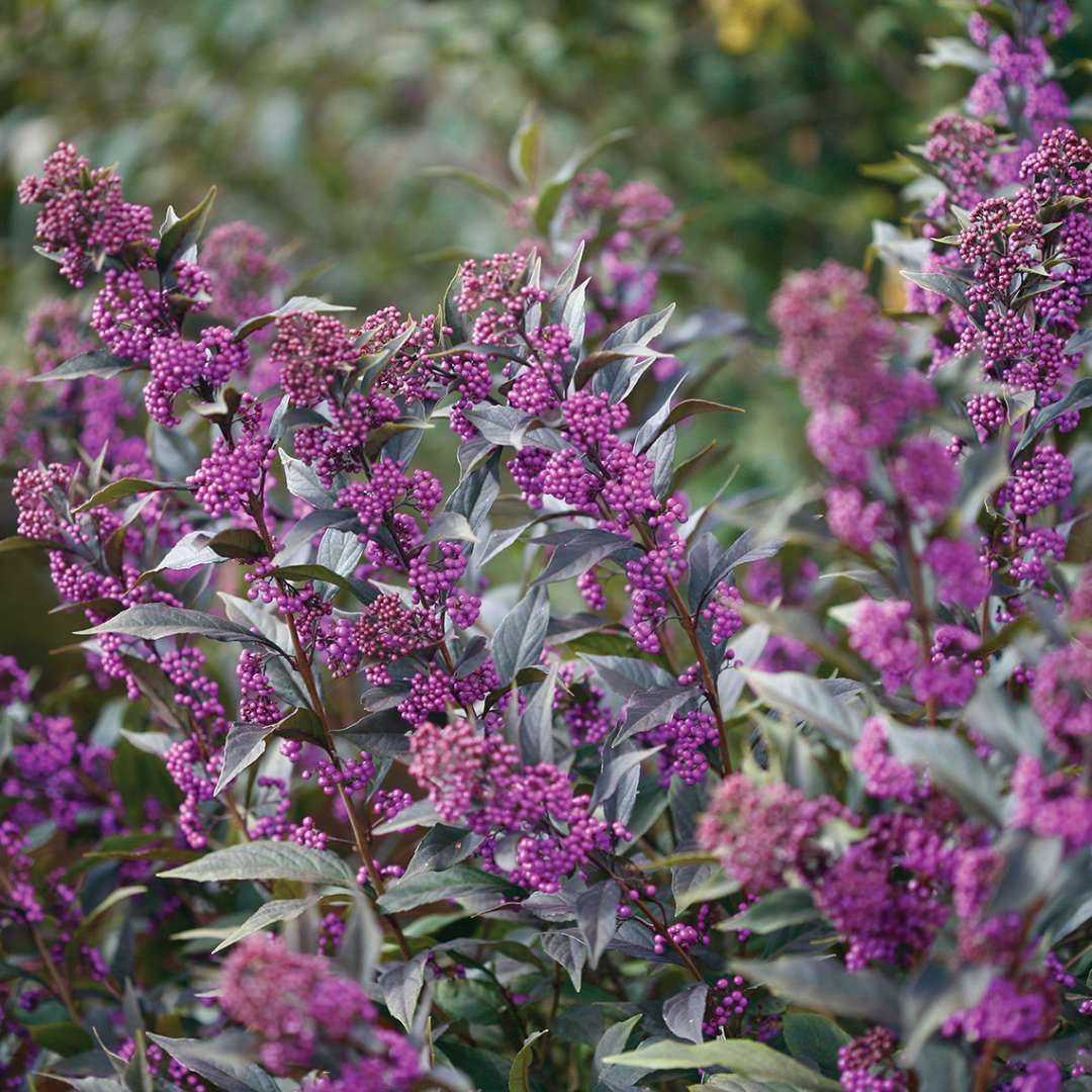 PEARL GLAM® Beautyberry | Proven Winners®