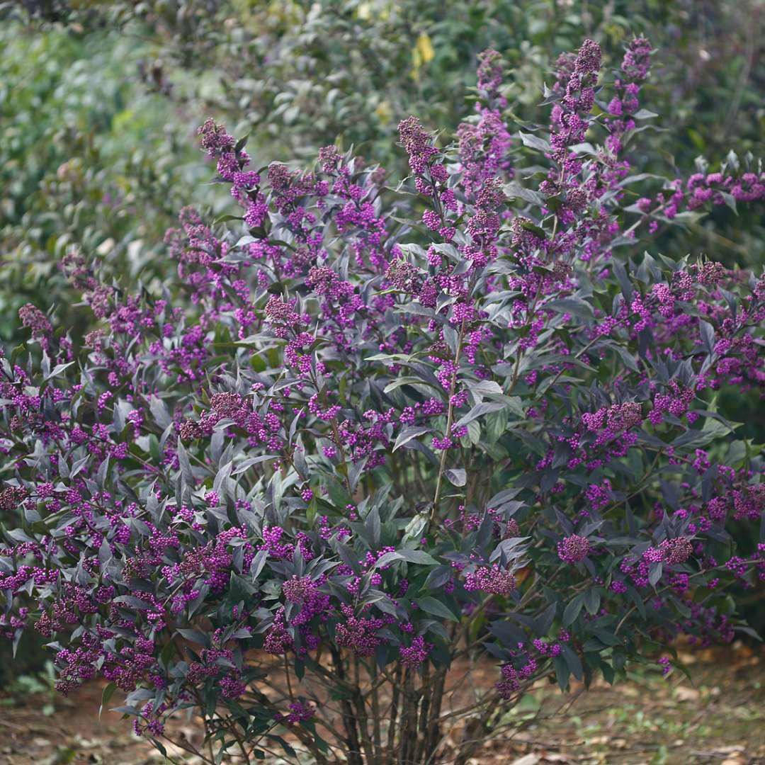 PEARL GLAM® Beautyberry | Proven Winners® - Image 2