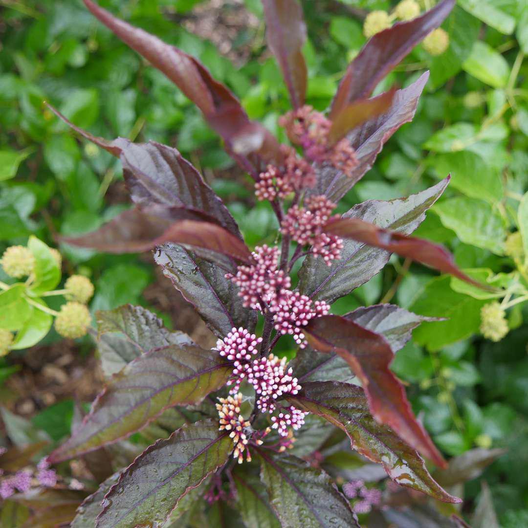 PEARL GLAM® Beautyberry | Proven Winners® - Image 3
