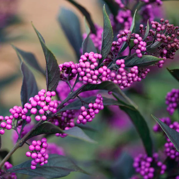 PEARL GLAM® Beautyberry | Proven Winners® - Image 4