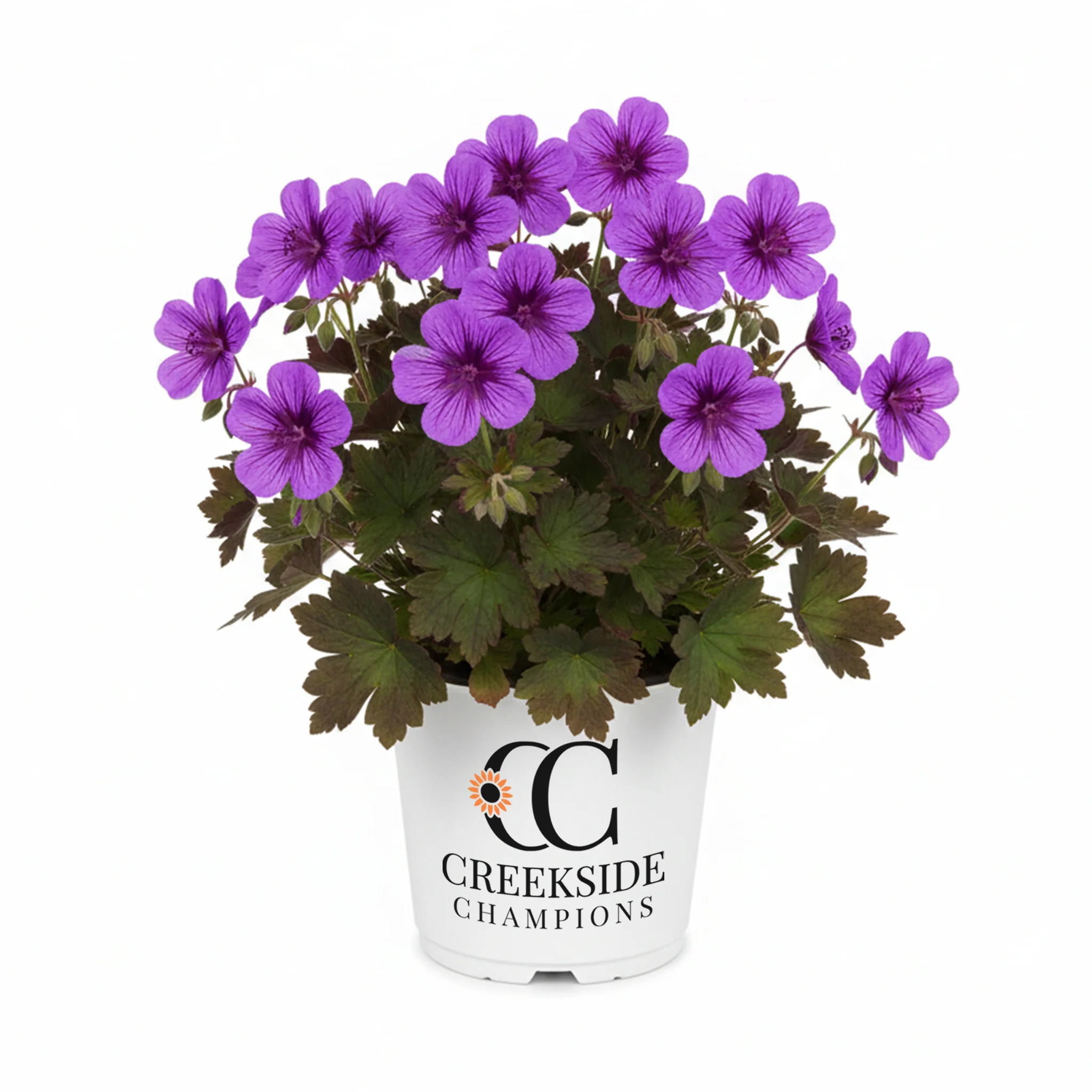 Perfect Storm' Geranium | Creekside Champions™