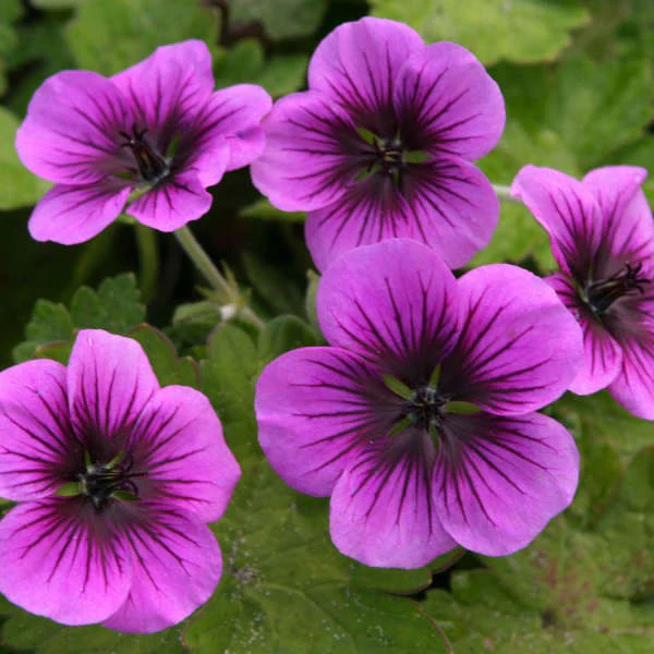 Perfect Storm' Geranium | Creekside Champions™ - Image 2