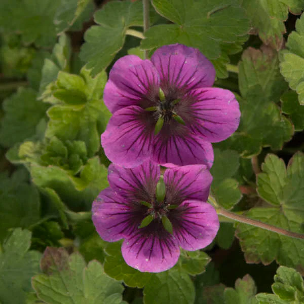 Perfect Storm' Geranium | Creekside Champions™ - Image 3