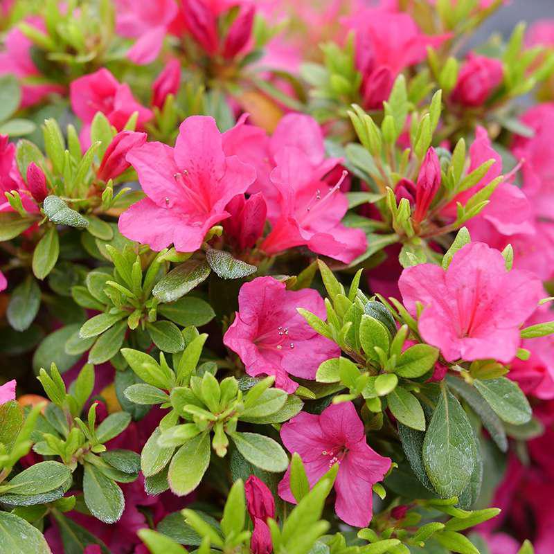 Perfecto Mundo Fuchsia Carpet® Reblooming Azalea | Proven Winners®