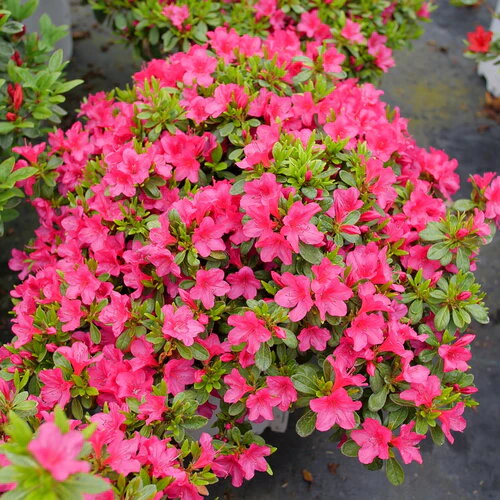 Perfecto Mundo Fuchsia Carpet® Reblooming Azalea | Proven Winners® - Image 2