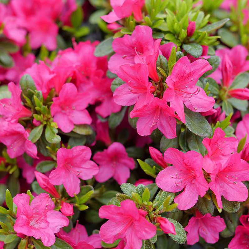 Perfecto Mundo Fuchsia Carpet® Reblooming Azalea | Proven Winners® - Image 3