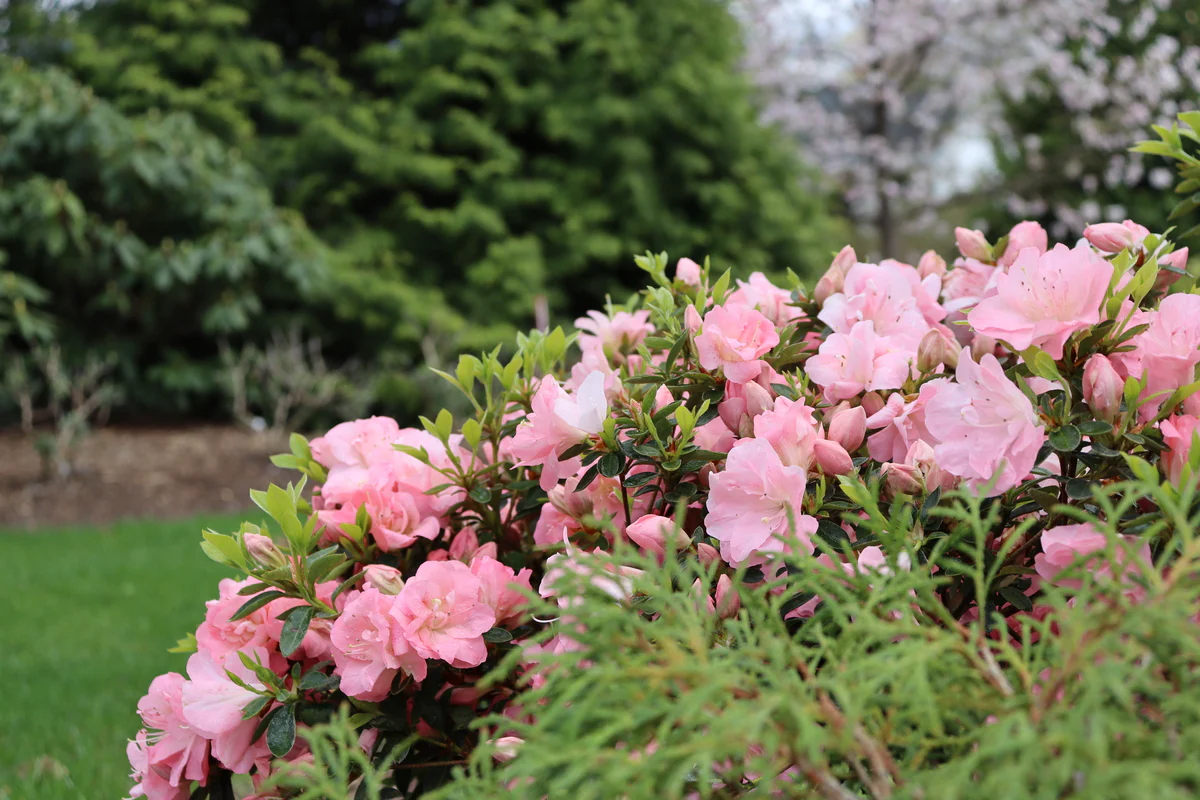 Perfecto Mundo Pink Carpet® Reblooming Azalea | Proven Winners® - Image 3
