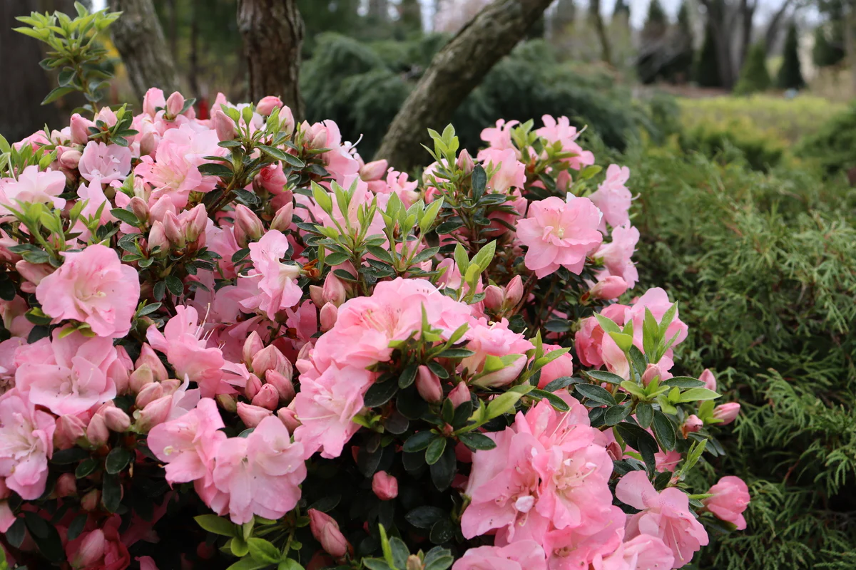 Perfecto Mundo Pink Carpet® Reblooming Azalea | Proven Winners® - Image 4