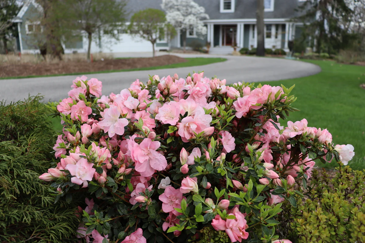 Perfecto Mundo Pink Carpet® Reblooming Azalea | Proven Winners® - Image 5