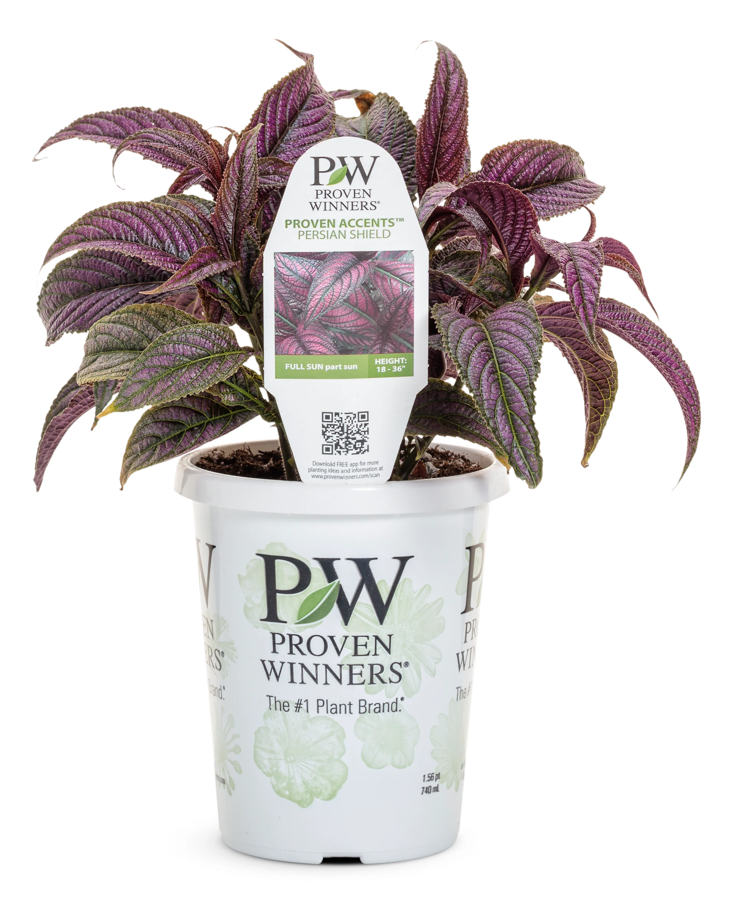 Proven Accents® Persian Shield - Image 2