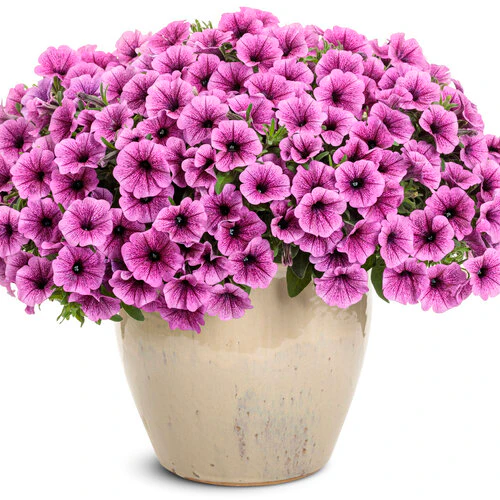 Supertunia Mini Vista® Plum Veined Petunia | Proven Winners® - Image 2