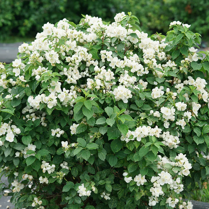ILLUMINATI SPARKS™ Mock Orange | Proven Winners® - Image 3