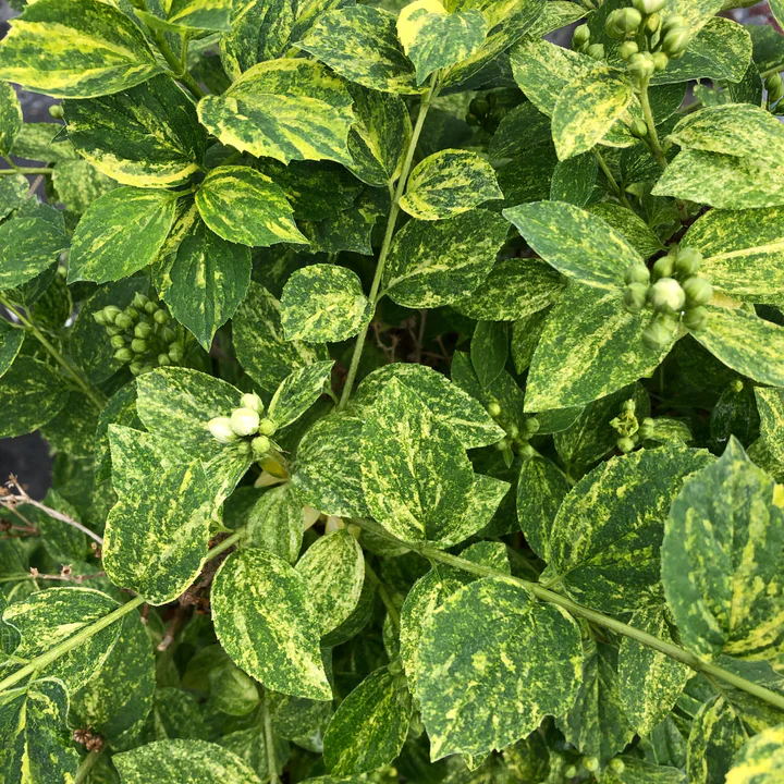 ILLUMINATI SPARKS™ Mock Orange | Proven Winners® - Image 4