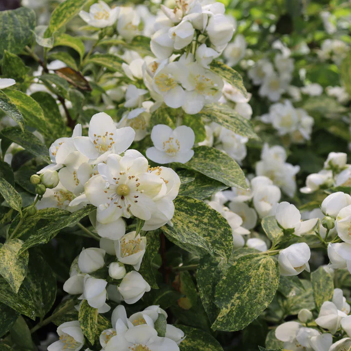 ILLUMINATI SPARKS™ Mock Orange | Proven Winners® - Image 5