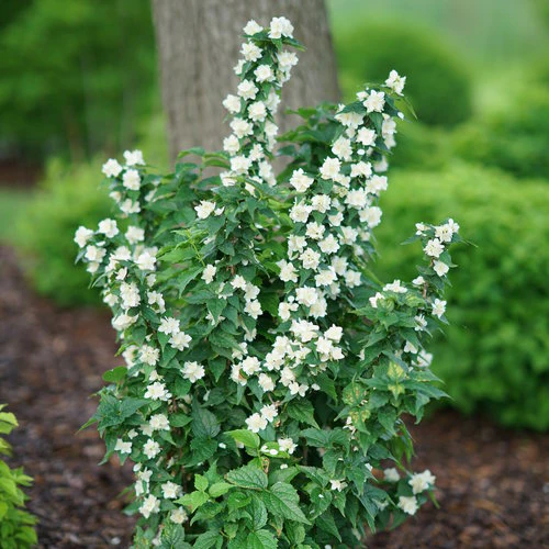 ILLUMINATI TOWER® Mock Orange | Proven Winners® - Image 3