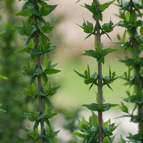 ILLUMINATI TOWER® Mock Orange | Proven Winners® - Image 4