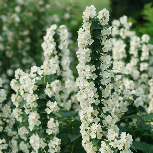 ILLUMINATI TOWER® Mock Orange | Proven Winners® - Image 5
