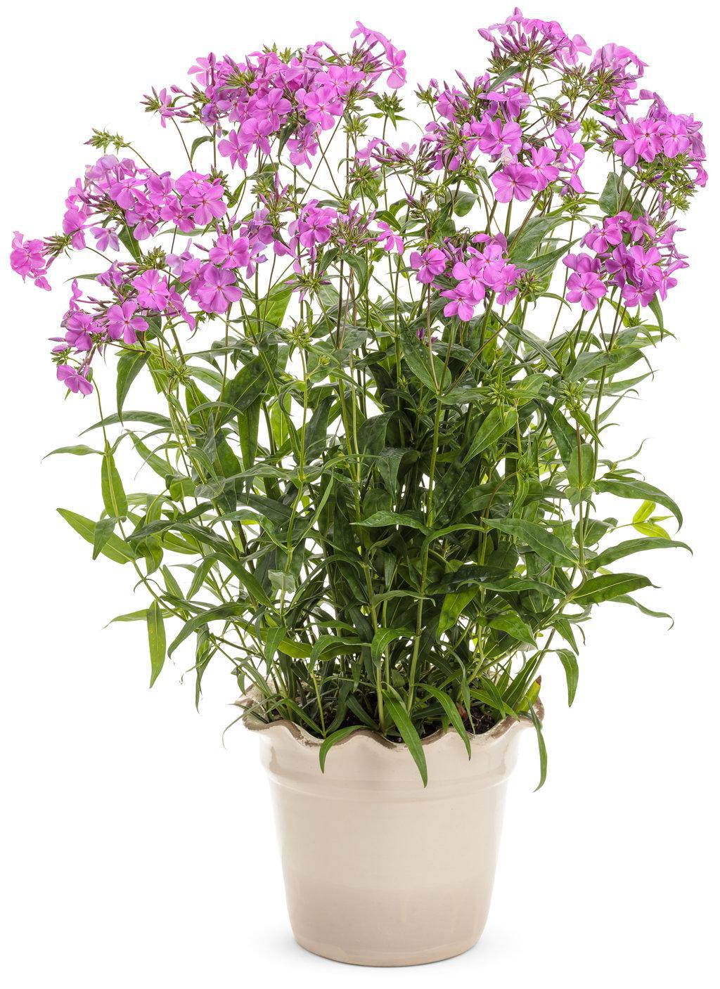 Opening Act Ultrapink' Hybrid Phlox | Proven Winners® - Image 3