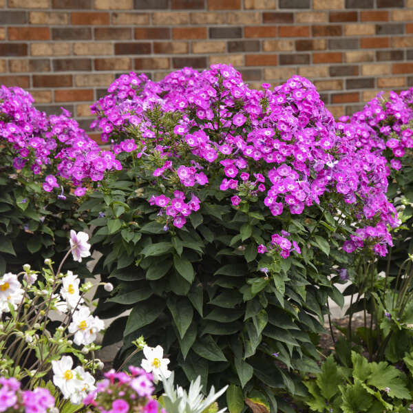 Phlox paniculata 'Dream Girl' GARDEN GIRLS® Collection