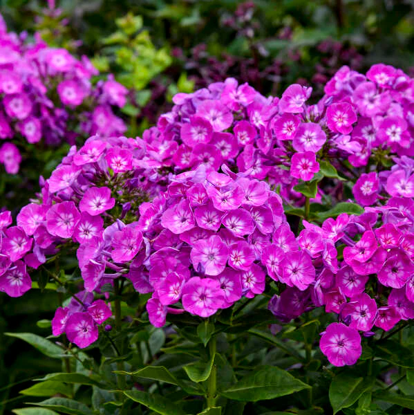 Phlox paniculata 'Dream Girl' GARDEN GIRLS® Collection - Image 2