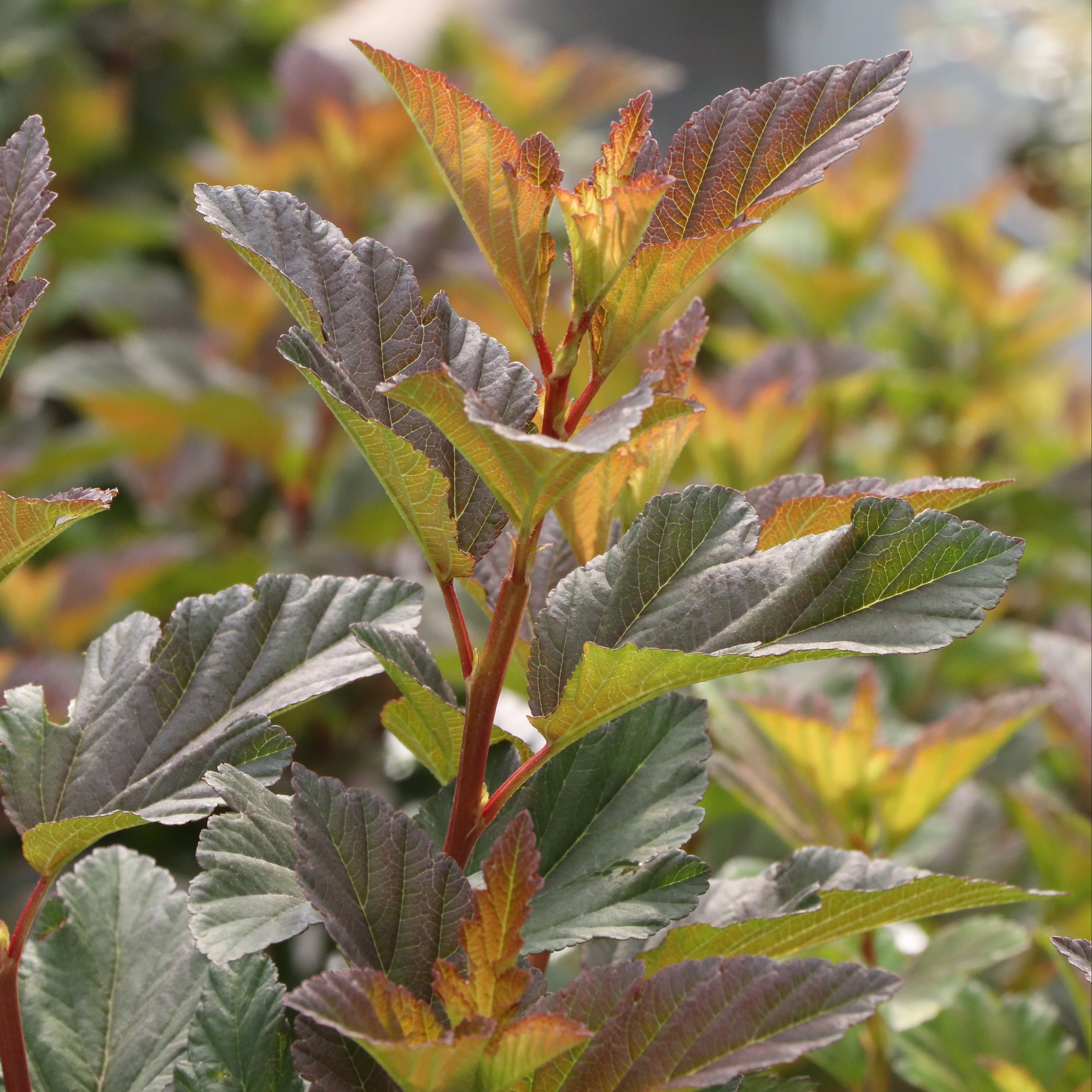SUMMER WINE® Rosé Ninebark | Proven Winners® - Image 3