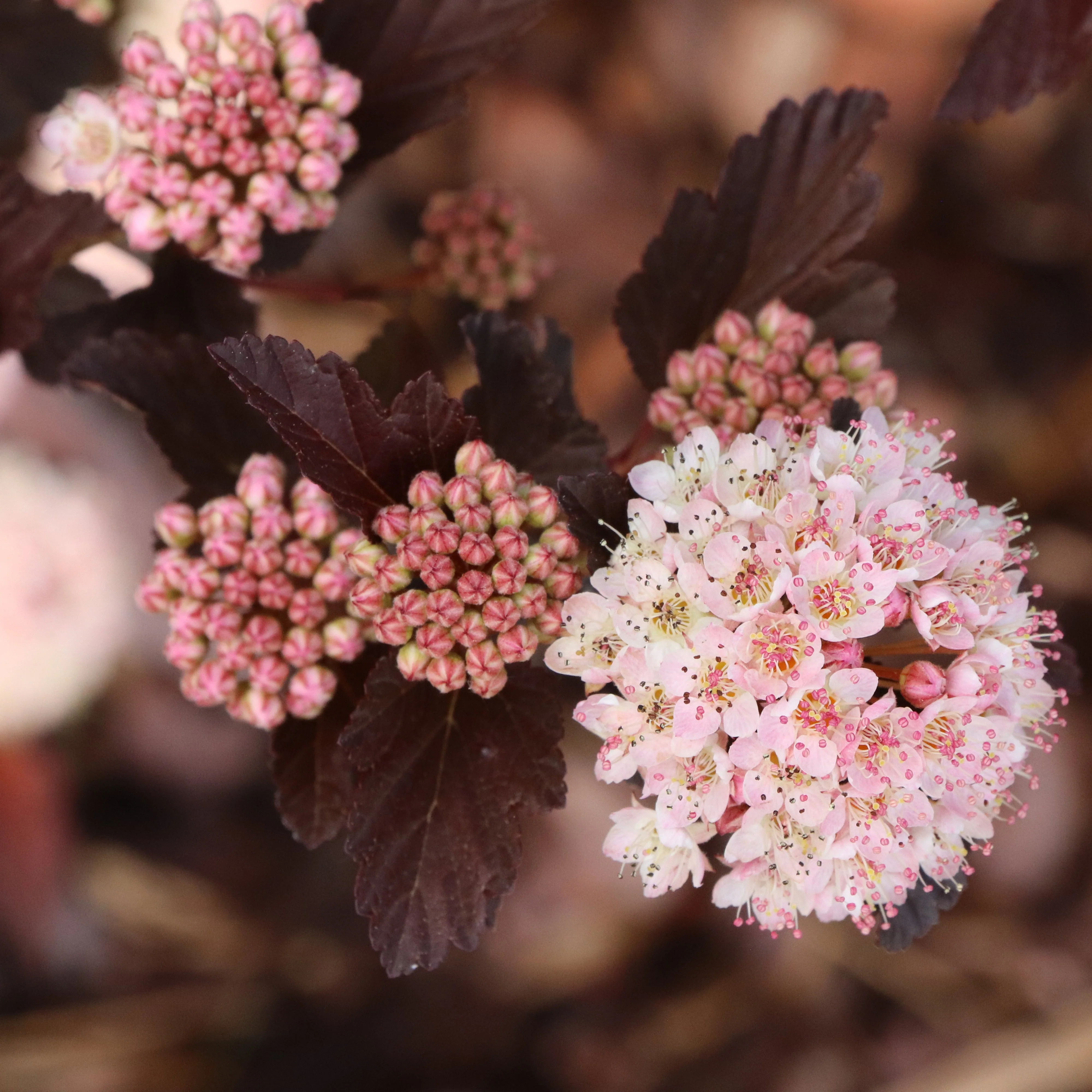 SUMMER WINE® Rosé Ninebark | Proven Winners® - Image 5