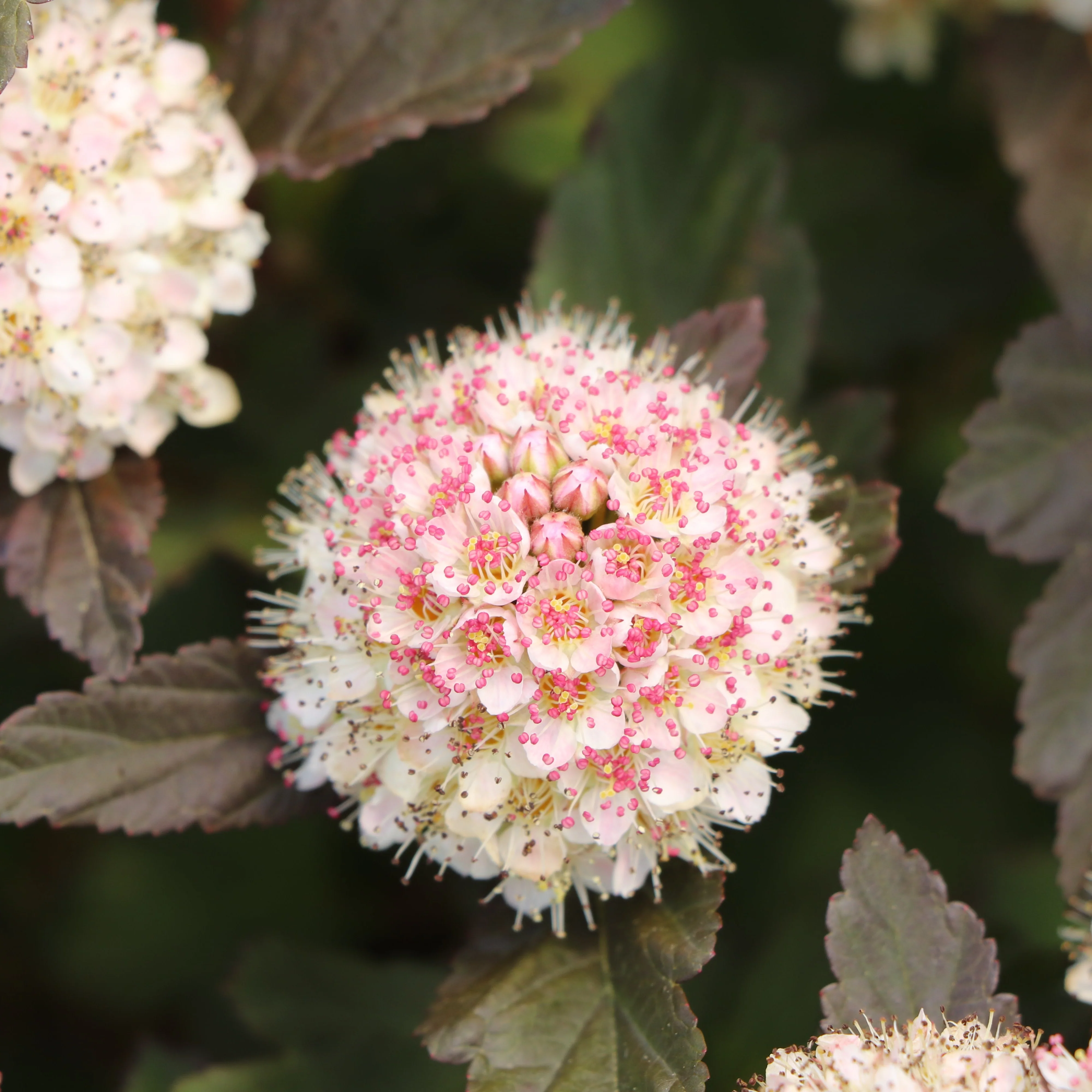 SUMMER WINE® Rosé Ninebark | Proven Winners® - Image 6