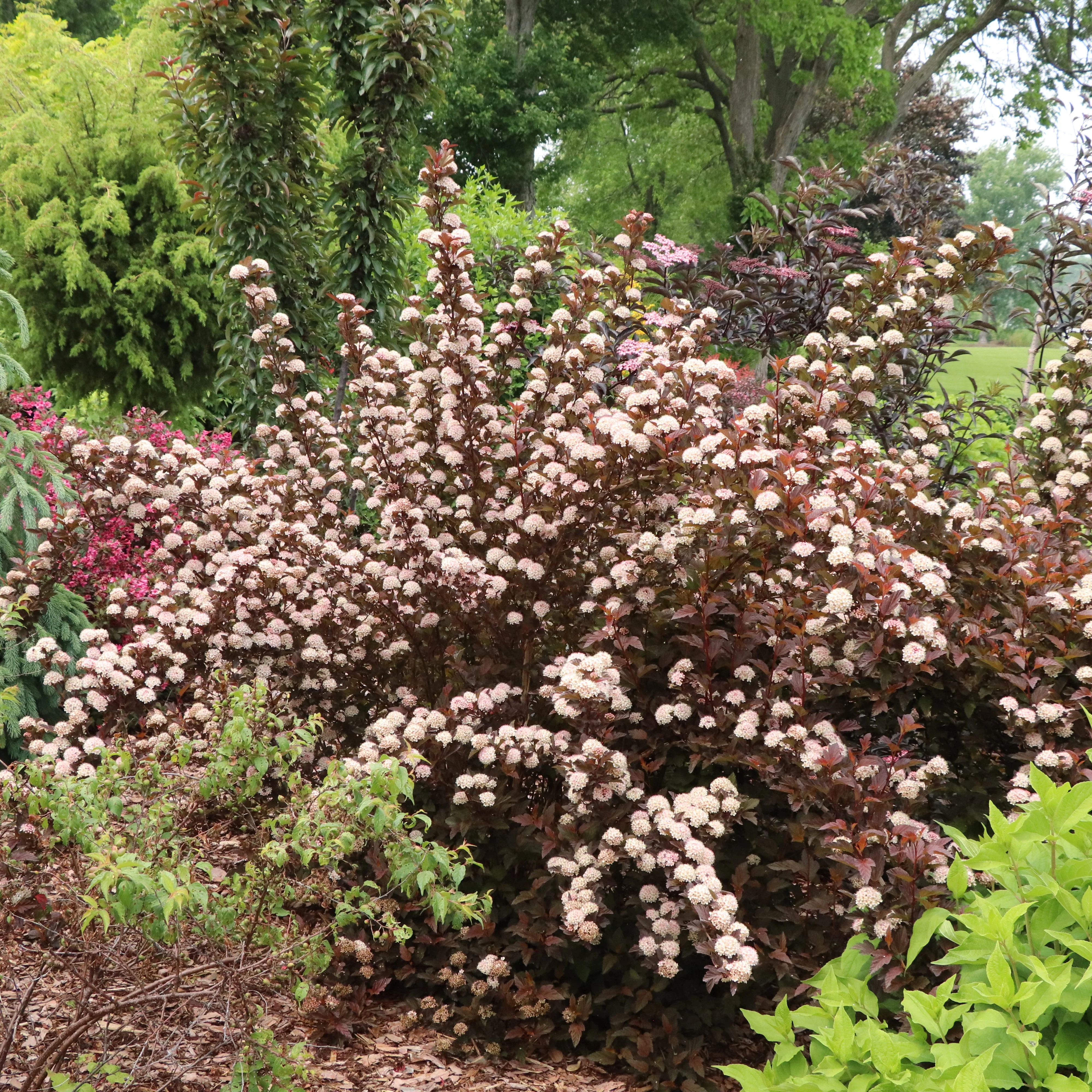 SUMMER WINE® Rosé Ninebark | Proven Winners® - Image 7