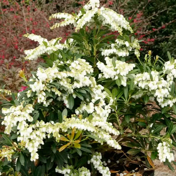 Pieris Mountain Snow™