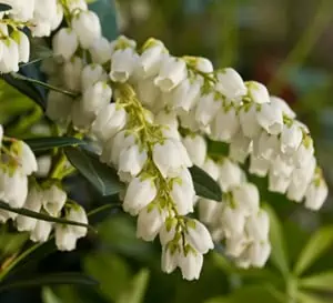 Pieris Mountain Snow™ - Image 2