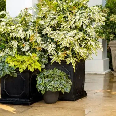 Pieris Mountain Snow™ - Image 3