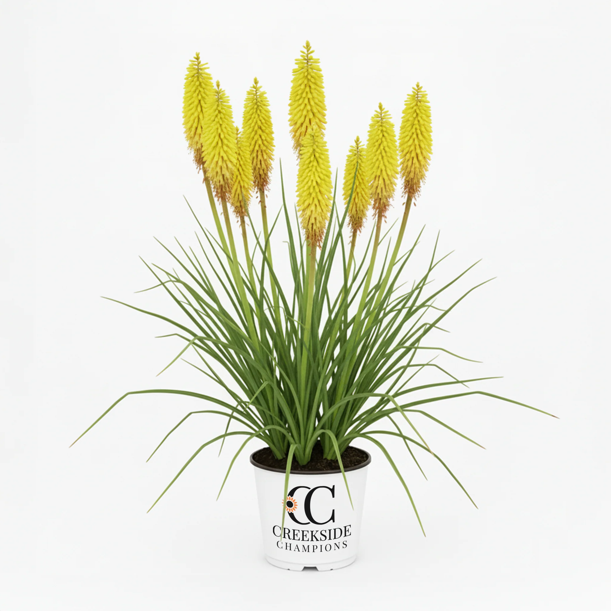 Pineapple Popsicle' Kniphofia | Creekside Champions™