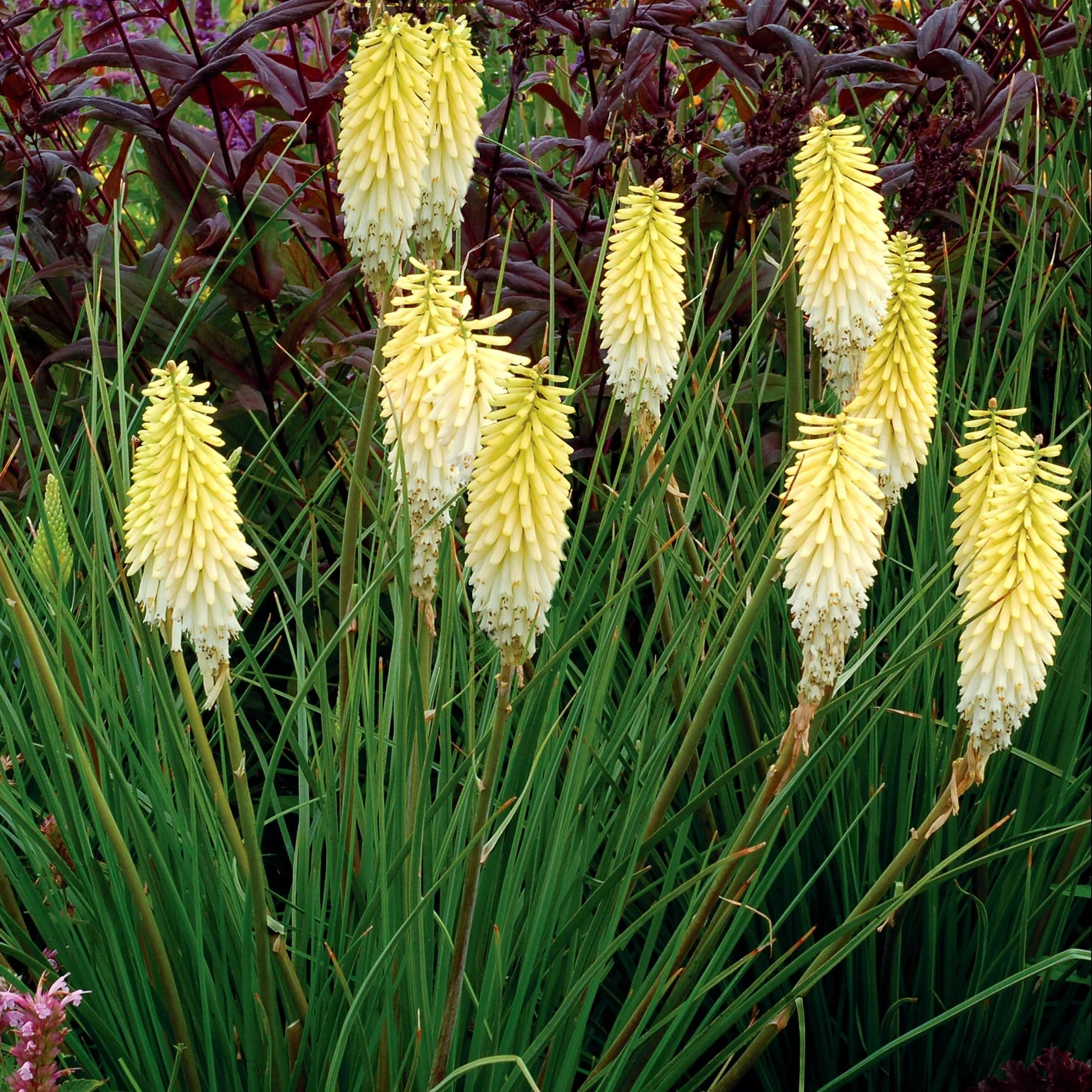 Pineapple Popsicle' Kniphofia | Creekside Champions™ - Image 2