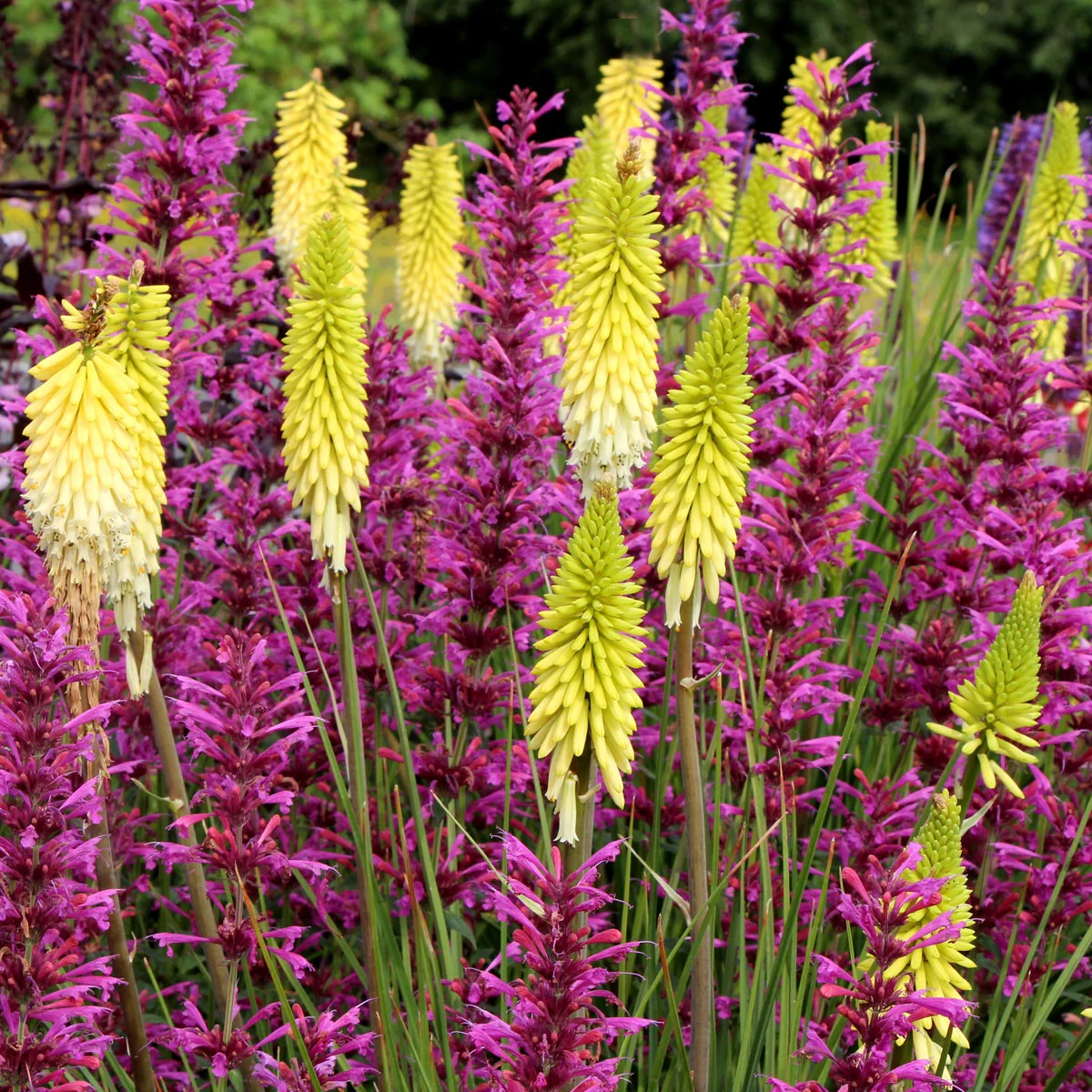 Pineapple Popsicle' Kniphofia | Creekside Champions™ - Image 3