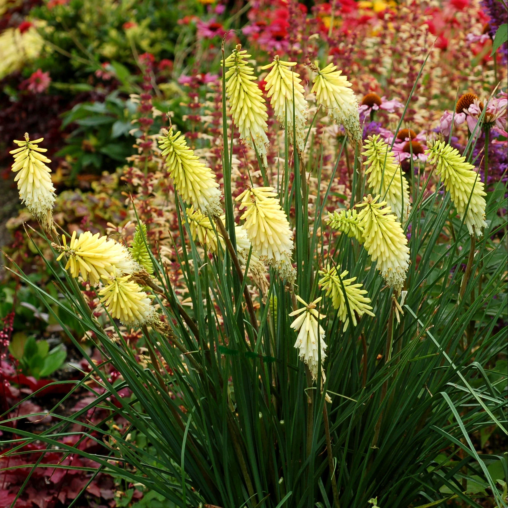 Pineapple Popsicle' Kniphofia | Creekside Champions™ - Image 4