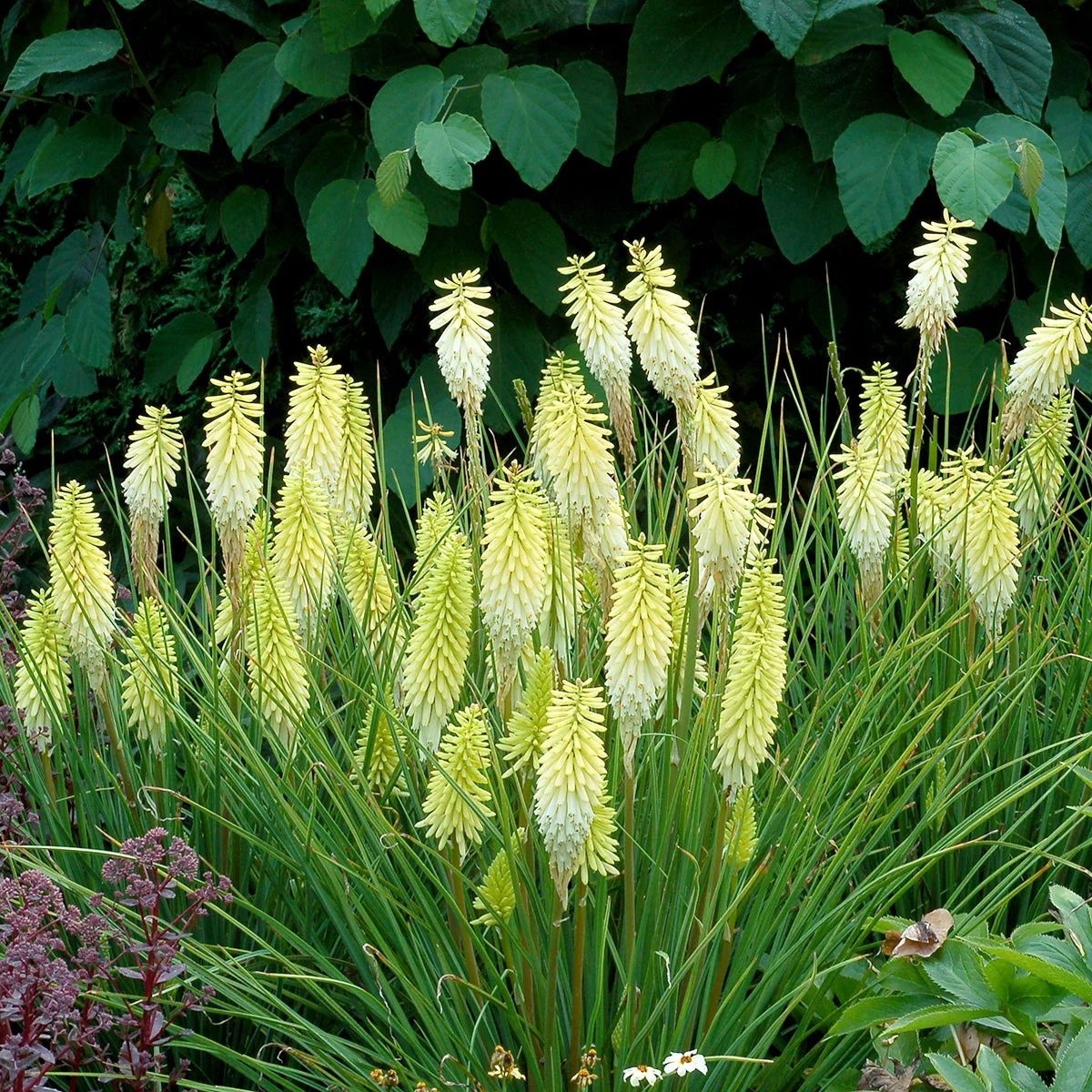 Pineapple Popsicle' Kniphofia | Creekside Champions™ - Image 5