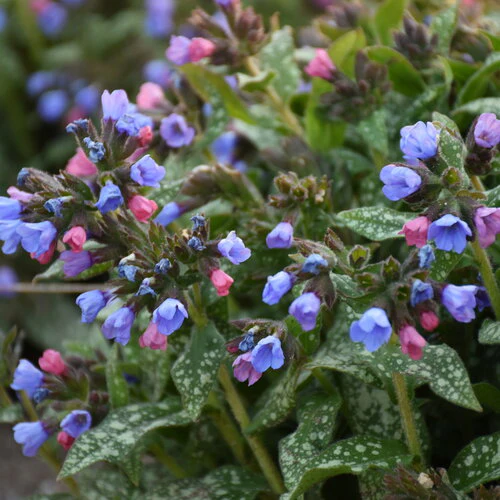 Proven Winners Perennials