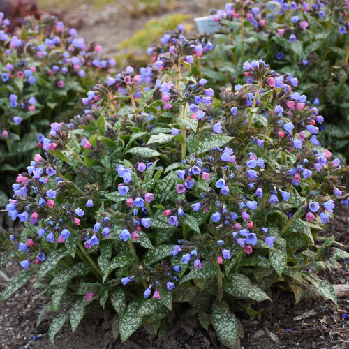 Pink-a-Blue' Pulmonaria | Proven Winners® - Image 2