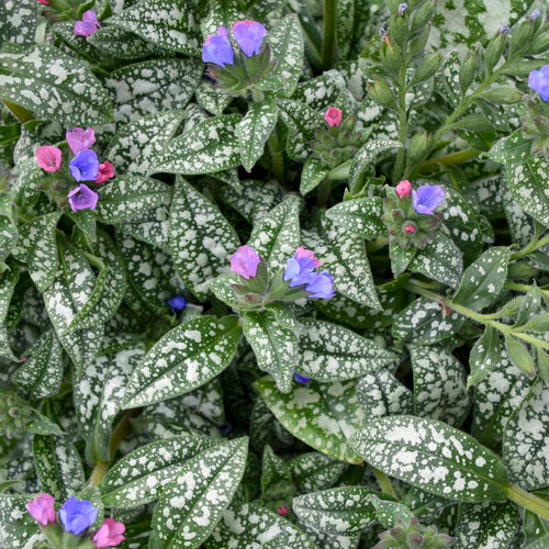 Pink-a-Blue' Pulmonaria | Proven Winners® - Image 3