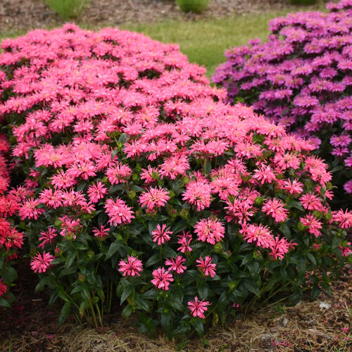 Upscale® 'Pink Chenille' Monarda | Proven Winners®