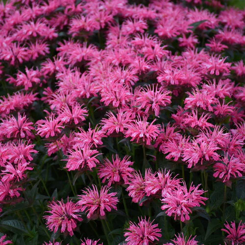 Upscale® 'Pink Chenille' Monarda | Proven Winners® - Image 2
