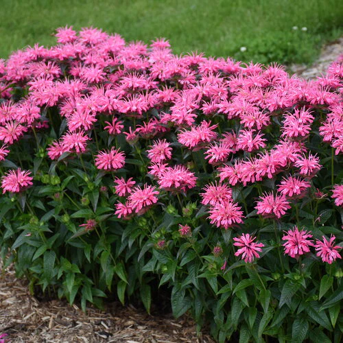Upscale® 'Pink Chenille' Monarda | Proven Winners® - Image 3