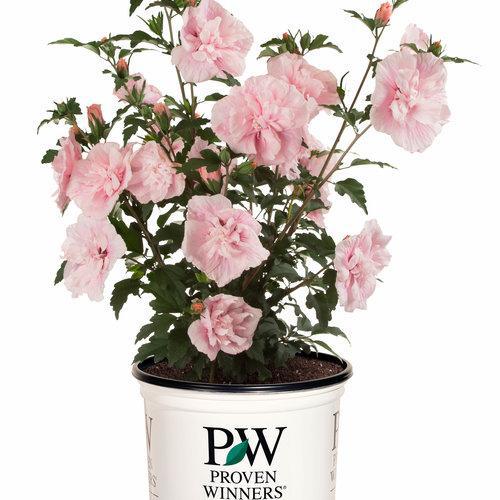 Pink CHIFFON® Rose of Sharon - Image 3