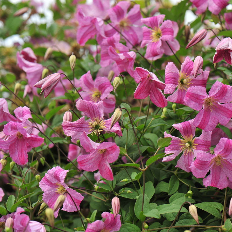 PINK MINK® Clematis | Proven Winners®
