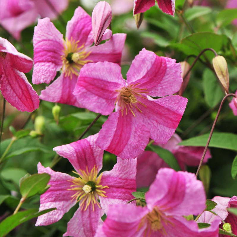 PINK MINK® Clematis | Proven Winners® - Image 2