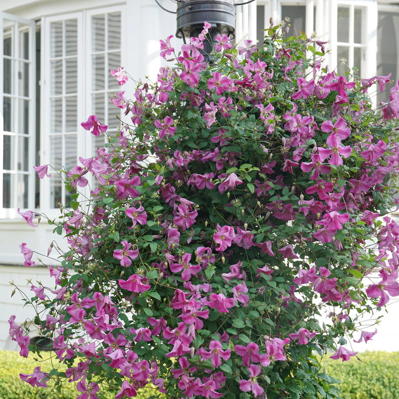 PINK MINK® Clematis | Proven Winners® - Image 3