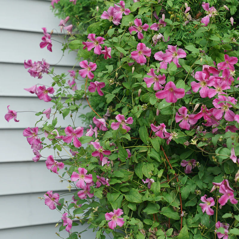 PINK MINK® Clematis | Proven Winners® - Image 4